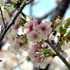 さまざまな桜「薄墨（ウスズミ）」