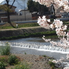 花粉対策に加湿器を。