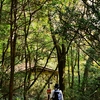 霜降の三辻山遊山　落ち葉