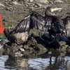 東京港野鳥公園へカワセミを探しに。