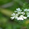 大船植物園のレースフラワー