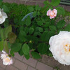 バラに害虫が