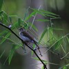 Brown-backed Honeyeater　ウロコミツスイ