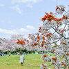 さくらの名所100選のひとつ、泉自然公園の桜 April 2018
