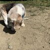 老犬ホームあん｜犬の学習