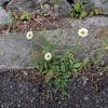 Erigeron karvinskianus　ペラペラヨメナ