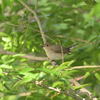 労働公園の野鳥を紹介（２０２０　０５１２）早朝探鳥その２