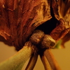 P.Budsaba の貯水葉の新芽が出てきた