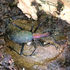 秋田県へ遠征して虫取ったり鳥見たり美味しいもの食べたりの日記（２０２２　１１１８～２０）その３。