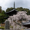 桜を撮りに當麻寺へ　その1