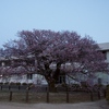 向島小学校の寒桜