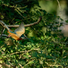 鳥撮り物語#94「タイの野鳥撮影一日」