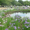 狭山丘陵　『 八国山緑地から北山公園　ハナショブとアジサイ 』