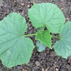 秋キュウリ苗の植え替え