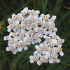 (146) Achillea millefolium