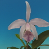 Cattleya Dominiana( intermedia f.coerulea `Blue Zoisite' x maxima f.coerulea `Mauve Sky')