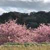 気分だけでも…お花見！