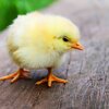 「障害」児～しょうがい？手帳どうしよう？発達しょうがいかなーーー？～