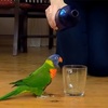 【動画】コップに水を注いだ時にゴシキセイガイインコがとった行動は・・・？