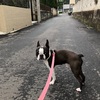 バウワウガーデン