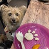 きなこ、のんびりする
