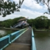 長居公園で清水三重子先生と自然観察