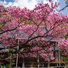 土肥桜　ついでに富士山