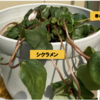 シクラメンが咲きました４