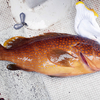 キジハタ アコウ に潜む3種の寄生虫 Re フルスロットルは年に10回 木曽川でハゼ テナガエビ釣り キジハタ アコウ に潜む3種の寄生虫 Re フルスロットルは年に10回 木曽川でハゼ テナガエビ釣り