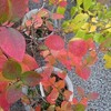 庭の紅葉