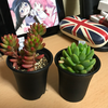 多肉植物を買ってみた。