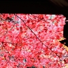 秘密の紅葉スポット①：藤原定家ゆかりの地・厭離庵（えんりあん）