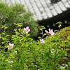 寳林寺の木槿