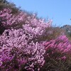 釈迦ヶ岳　花咲く尾根でのんびり花見山行　2014.04.19