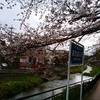 東京の落合川へ早朝の花見散歩に行ってきた！