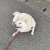 いぬ39話　富士山観測犬、つくね。11/3(日)静岡ハンドメイドマルシェ出店。