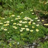 高山植物・チングルマ