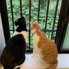 風呂場に侵入！　ウチの猫ちゃん達🐈🐈