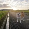 ちくわ、久しぶりに外耳炎で病院へ行く。