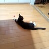 猫が懐いてきた