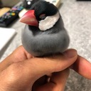 ぶんめだか’s diary