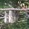 フクロウ, Ural owl