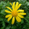 五月黄の花