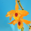 Dendrobium Chanthaboon Sunrise