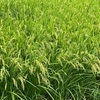 今年4回目のキャンプは茨城県へ！行きに寄った洋食屋ＳＵＮが最高！！