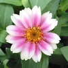 緑道の花壇4