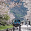春の風景を求めて〜岐阜県 樽見鉄道〜