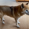 コロ助の病院｜庭仕事｜やはり洗いやすいのがいい