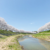 【兵庫県の桜スポット】三田市の武庫川さくら回廊にて、春うららな情景