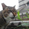 6月後半の #ねこ #cat #猫 その2